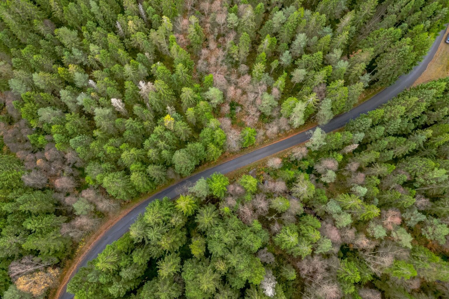 Rakt uppifrån barrskog, belagd skogsväg